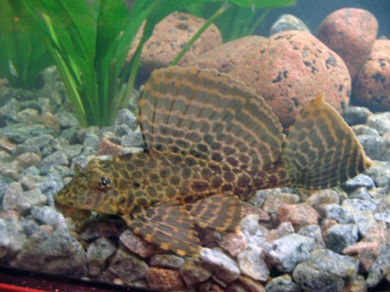 Sailfin pleco