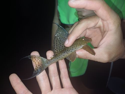 Hypostomus cf. nematopterus