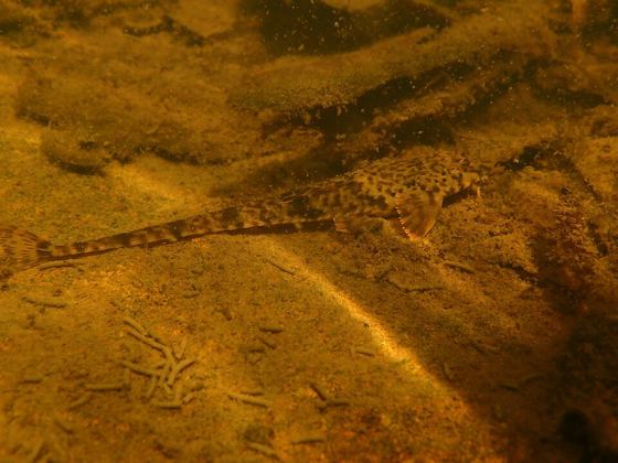 Pearlscale whiptail