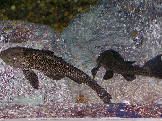 Common pleco