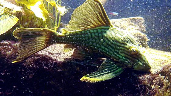 Tapajos royal pleco
