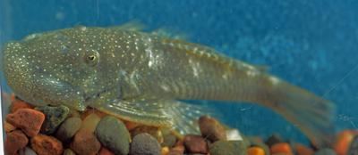 Blonde rubbernose bulldog pleco