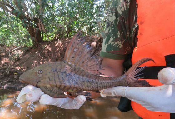 Hypostomus cochliodon