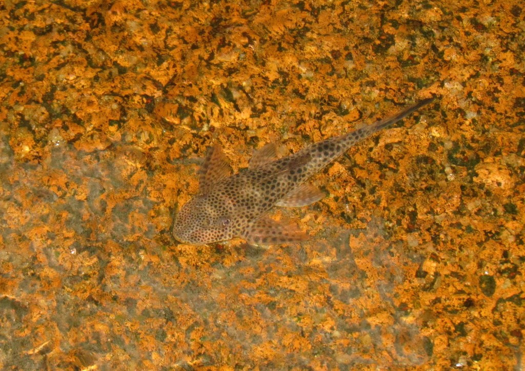 Thresher pleco