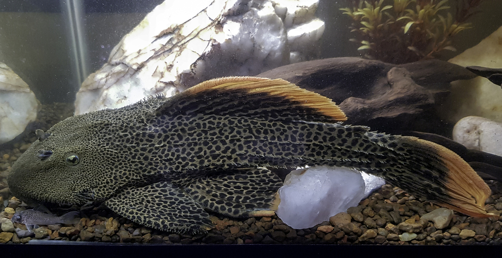 Leopard cactus