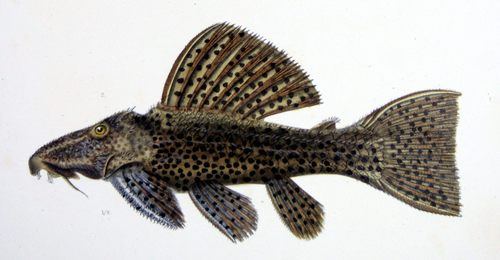 Coffee & cream pleco