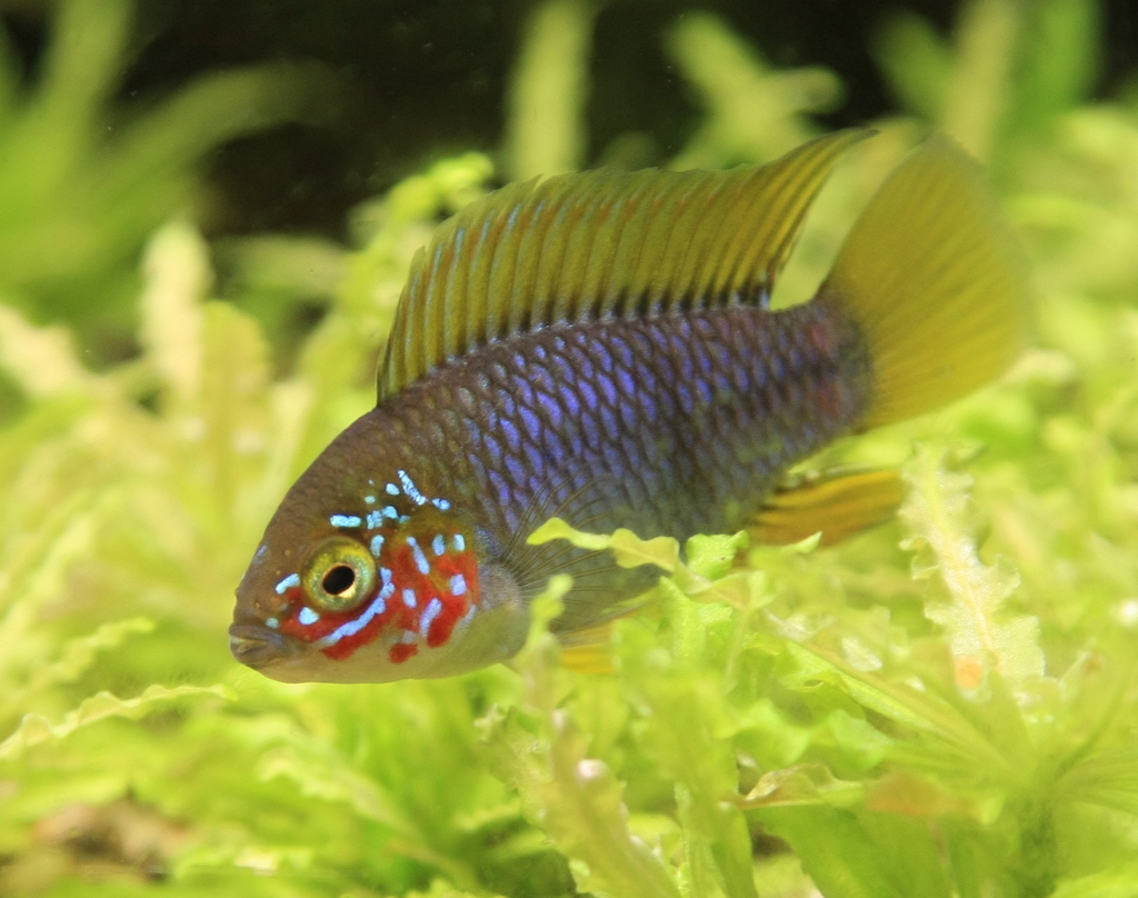 Borelli's dwarf cichlid