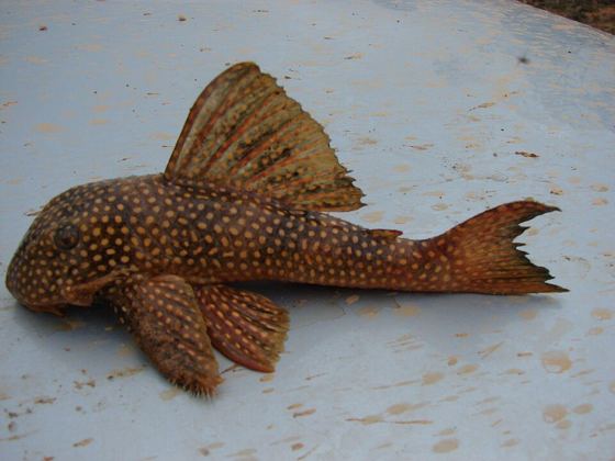 Golden Cloud Pleco