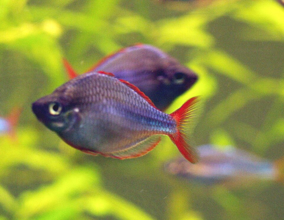Dwarf neon rainbowfish