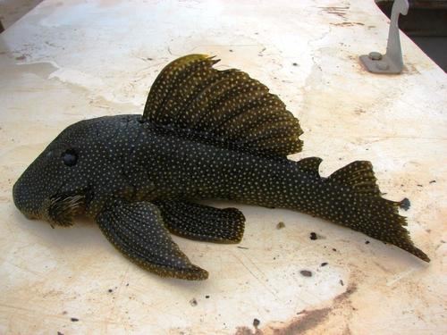 Baryancistrus niveatus