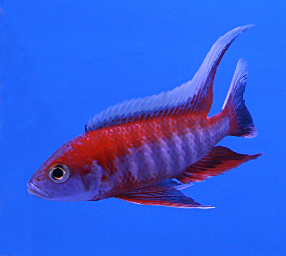 Jacobfreibergi peacock