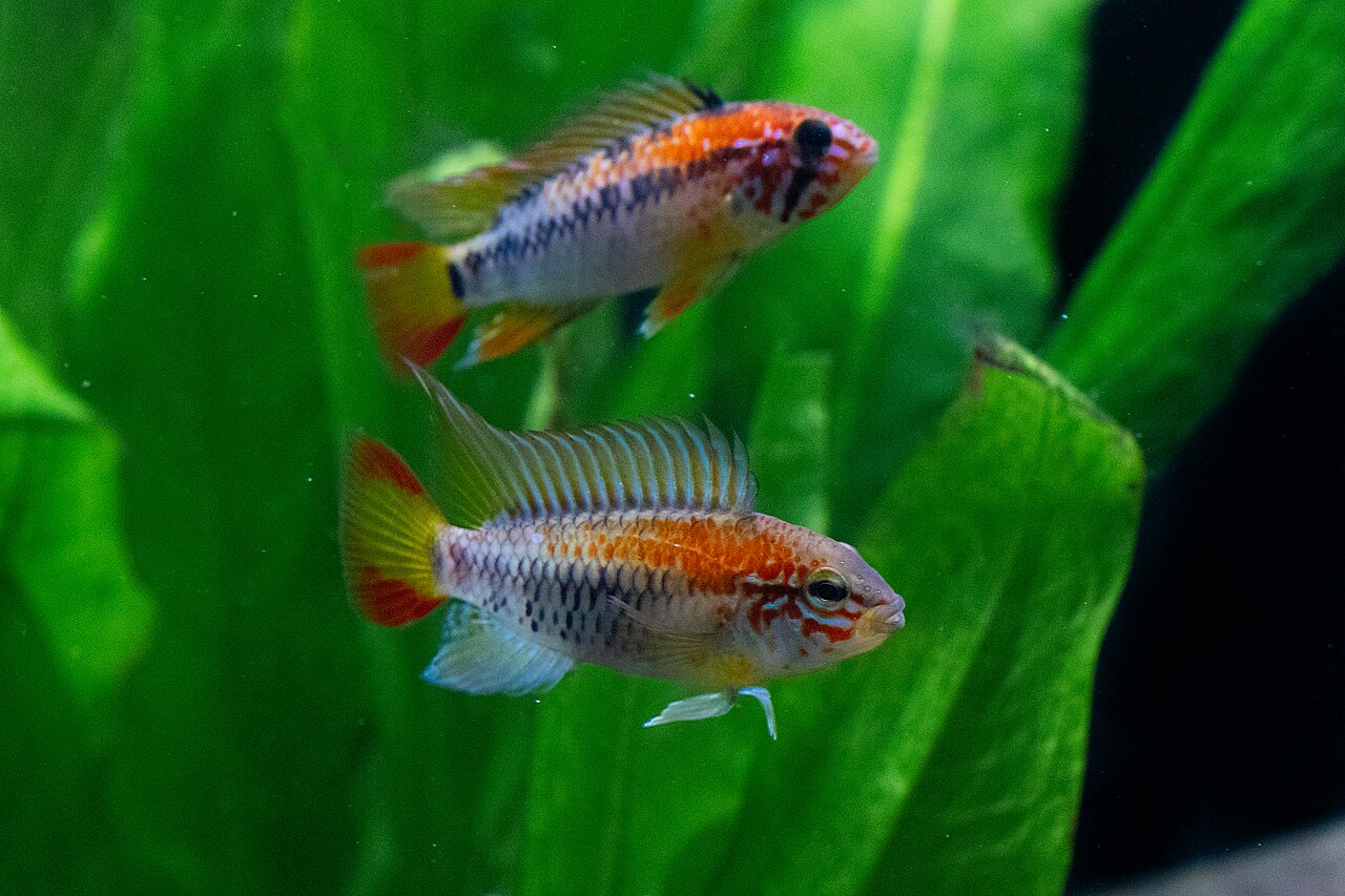 Macmaster's dwarf cichlid