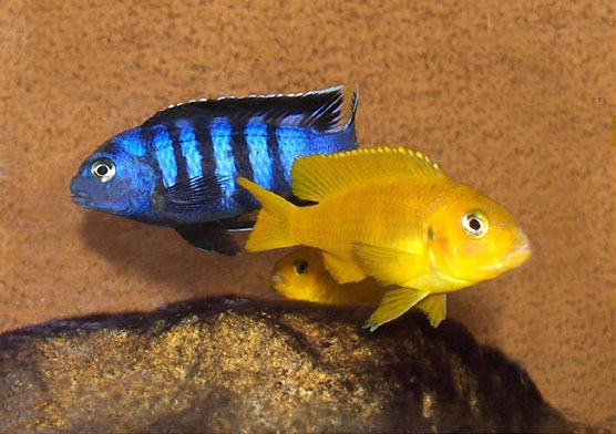 Saulosi