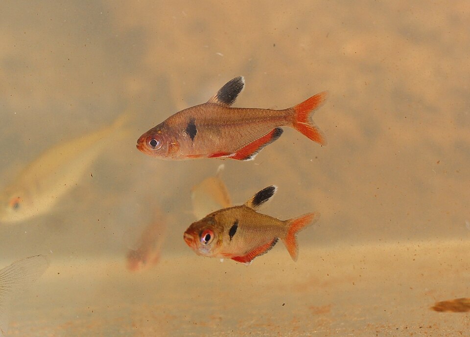 Serpae tetra
