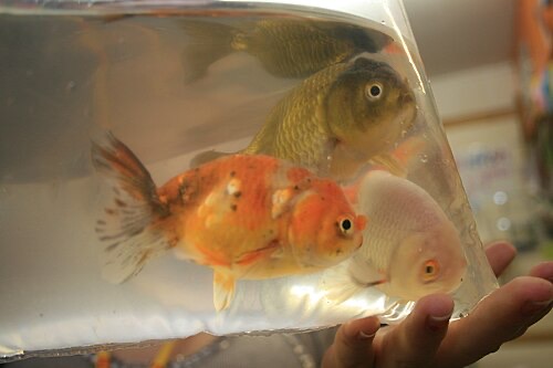 New goldfish in their shop bag. Float the bag first, then mix in tank water bit by bit.