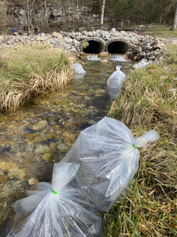 Sealed fish bags tempering in a stream before release: the same idea as floating bags in your tank.