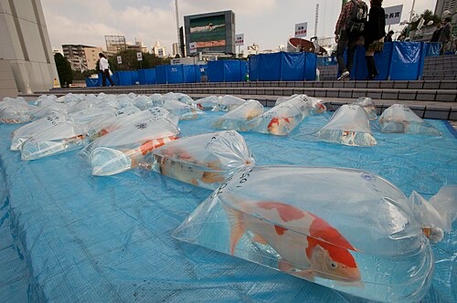Koi sold in oxygen-filled bags. Fish arrive stressed from travel, so acclimate them gently.