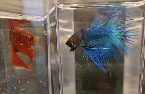 A male betta flaring its gill covers and fins at a rival in the next cup.