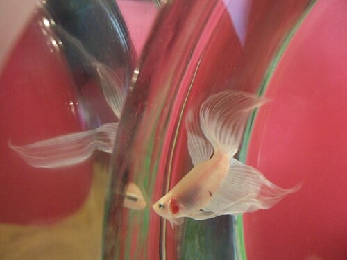 A betta flaring at its own reflection: gill covers out, fins spread wide.