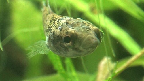 A wild betta with pale, infected wounds on its head and back from a bully tankmate.