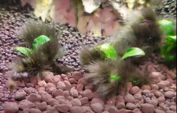 Black beard algae: dark, furry tufts smothering plants and gravel.