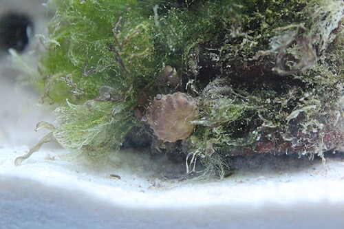 Hair algae: long green threads tangled over rock (a marine tank, but it looks the same in freshwater).