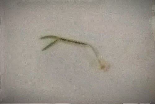 An anchor worm pulled off a new goldfish: a thread-like body with a forked tail of egg sacs.