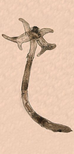 Anchor worm (Lernaea) under magnification: the branched 'anchor' head buries into the fish.