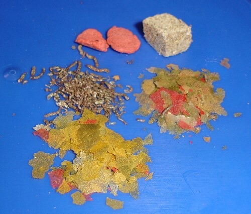 Different dried foods: flakes, pellets, freeze-dried worms. A picky betta may take one when it refuses another.