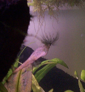 A black beard algae tuft (Audouinella) on the tip of an aquarium plant leaf: a dark brush-like clump.