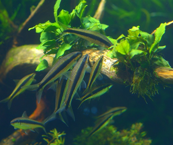 Siamese algae eaters: one of the few fish that will graze black beard algae.
