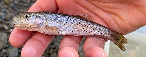 A creek chub with black spot: small black dots like pepper scattered over the body and fins.