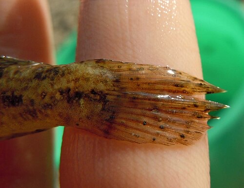 Close-up of a fin with black spot: the black dots are cysts the fish forms around the parasite.