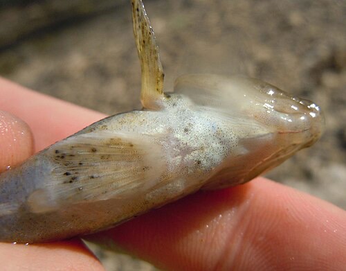 Black spot cysts on a goby's belly and fins. They look bad but are usually harmless to the fish.