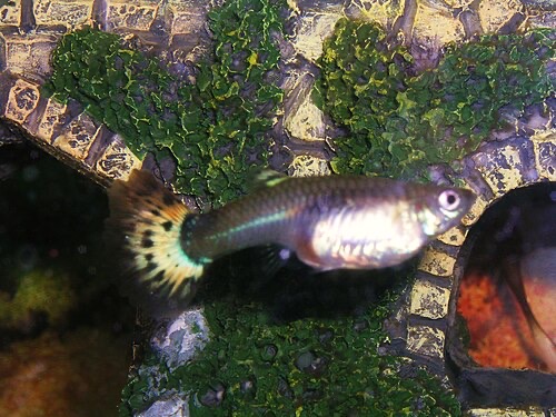 Not always illness: a pregnant female guppy looks bloated, with a dark spot near the vent.