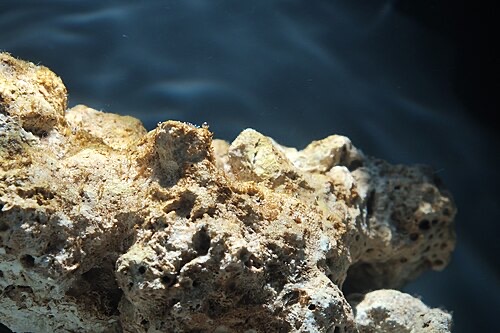Brown diatom coating on rock in a newly set-up tank; it wipes off easily.
