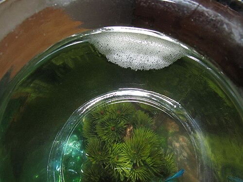 Bubble nest seen from above, stuck to the side of a bowl.