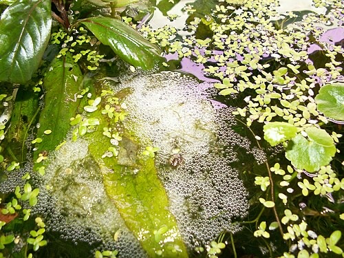 A dwarf gourami's foamy bubble nest among floating plants.