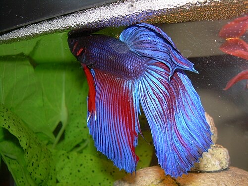 Male betta under his bubble nest at the surface.