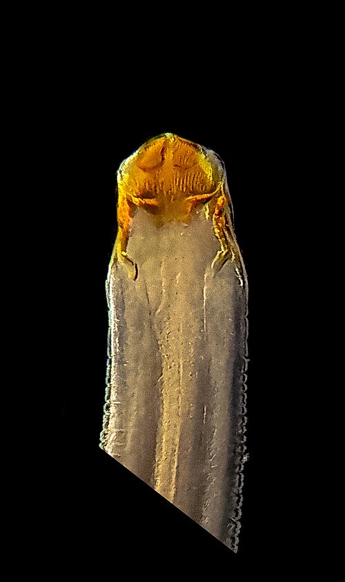 Microscope image: the head of a Camallanus worm with its orange, jaw-like mouth parts.