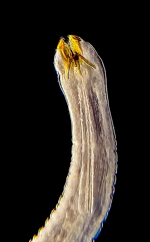 Microscope image: a whole Camallanus worm from a perch's gut (dark-field lighting).