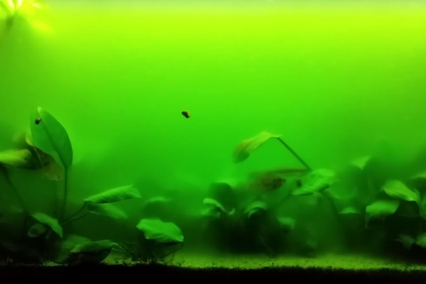 Green cloudy water is different: free-floating algae (green water) turning the tank pea-green.