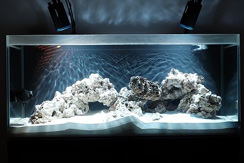 The same milky tank a few days later, after the cloudiness settled and the water cleared.