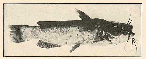 Bullhead with columnaris (1923 study): pale, eaten-away patches spreading along the side.