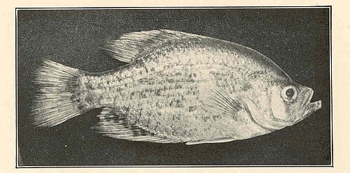 Crappie with columnaris on the fins (1923 study): the fin edges are pale and eaten away.