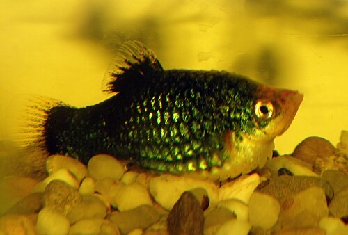 A platy with dropsy: bloated belly and raised, bristling scales seen from the side.