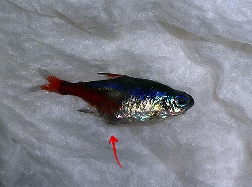 A neon tetra that died of dropsy: note the swollen belly (arrow).