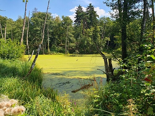 A pond completely covered by duckweed. It doubles fast and can do the same to a tank.