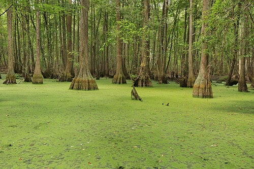 Duckweed carpeting a whole swamp: shows how fast it can take over still water.