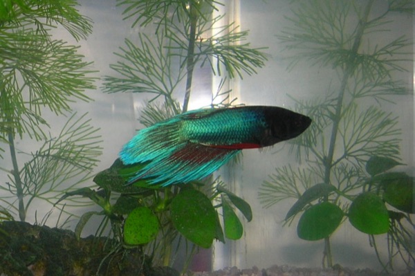 A weak betta: clamped fins, slow rocking movement, no interest in swimming. Act early when you see this.